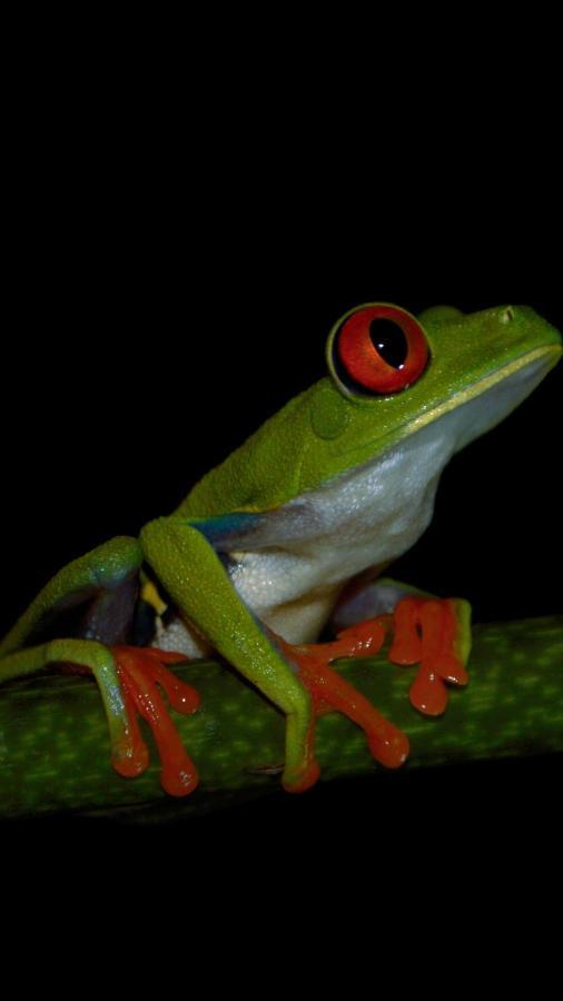 Cabinas Balcon Del Mar Tortuguero Dış mekan fotoğraf