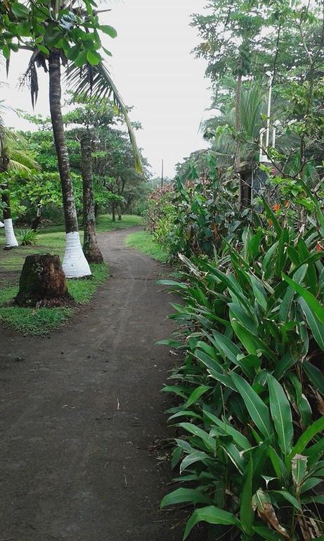 Cabinas Balcon Del Mar Tortuguero Dış mekan fotoğraf