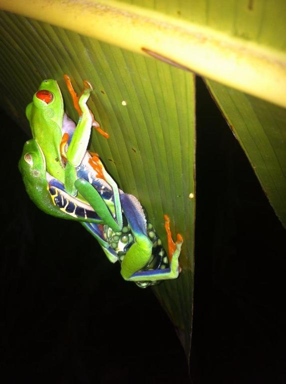 Cabinas Balcon Del Mar Tortuguero Dış mekan fotoğraf
