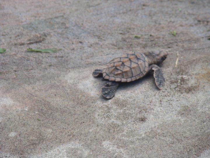 Cabinas Balcon Del Mar Tortuguero Dış mekan fotoğraf